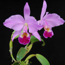 Image of Orchid