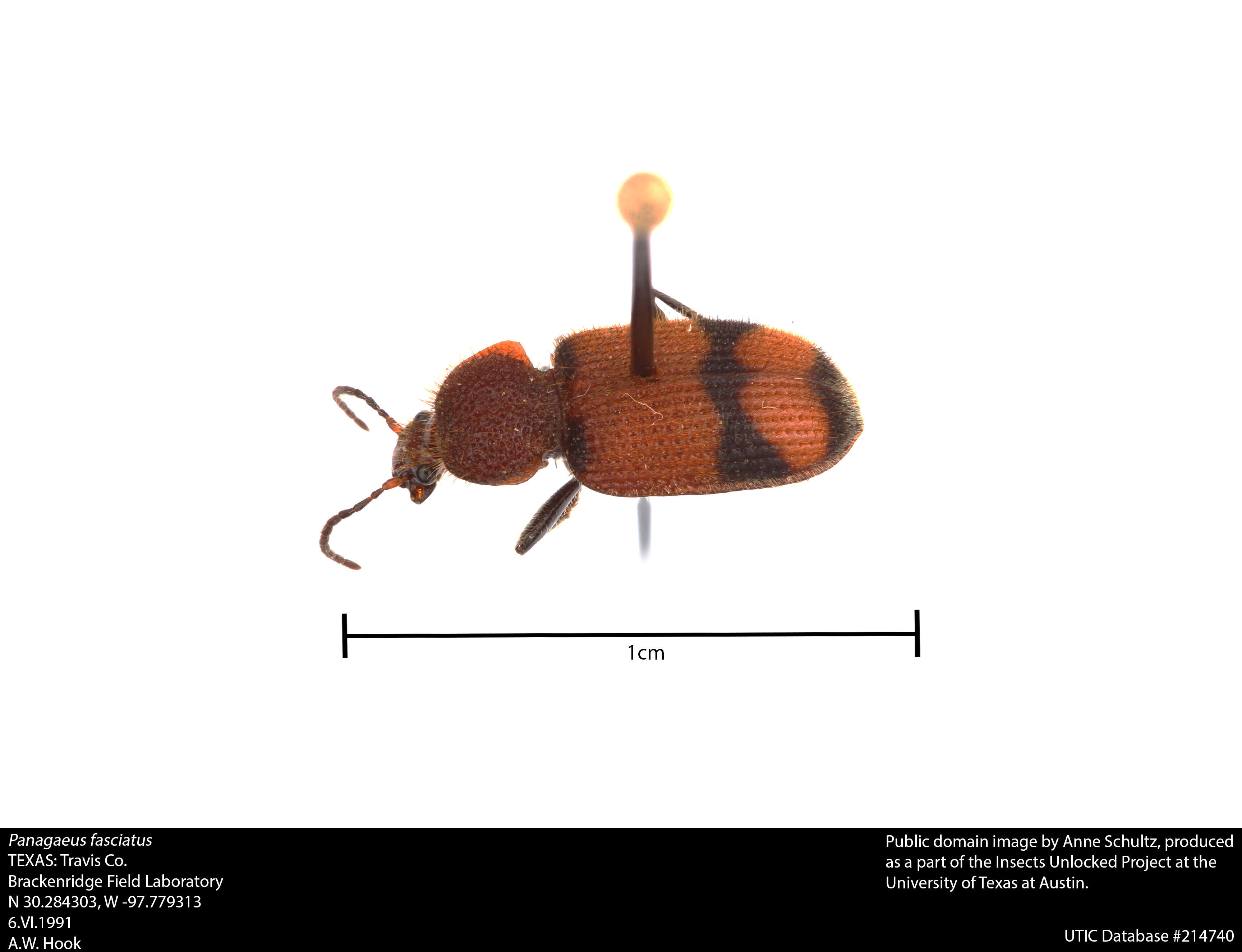 Panagaeus (Hologaeus) fasciatus Say 1823的圖片