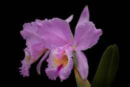 Image of Orchid