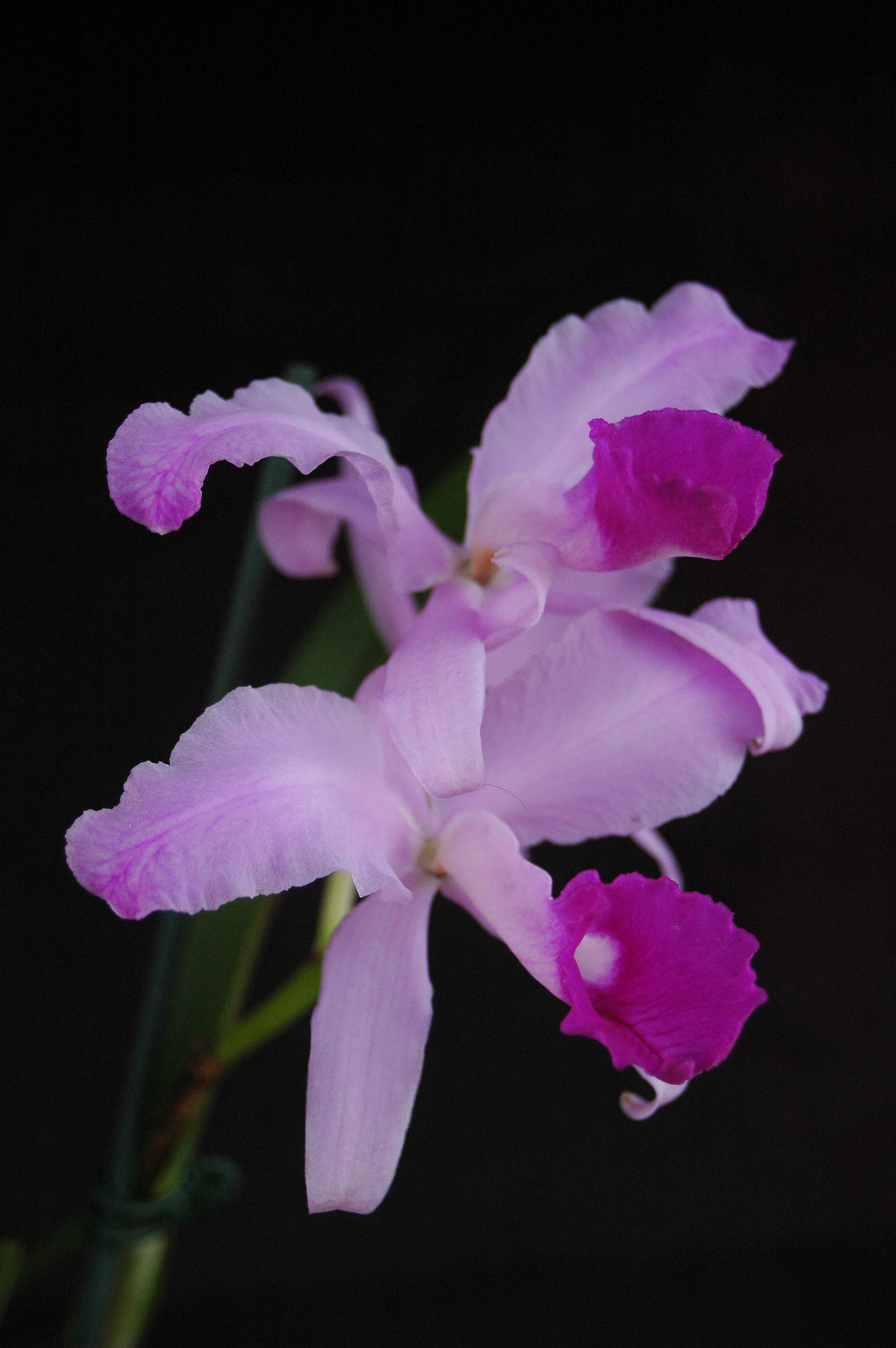 صورة Cattleya lawrenceana Rchb. fil.