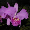 Imagem de Cattleya lueddemanniana Rchb. fil.