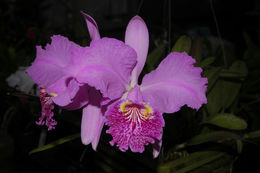 Plancia ëd Cattleya lueddemanniana Rchb. fil.