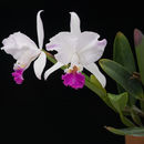 Image of Cattleya mendelii Dombrain