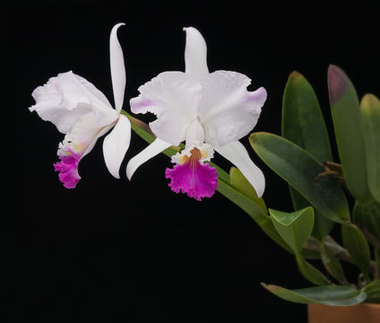 Image de Cattleya mendelii Dombrain