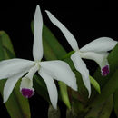 Image of Cattleya perrinii Lindl.