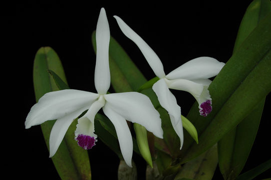 Plancia ëd Cattleya perrinii Lindl.