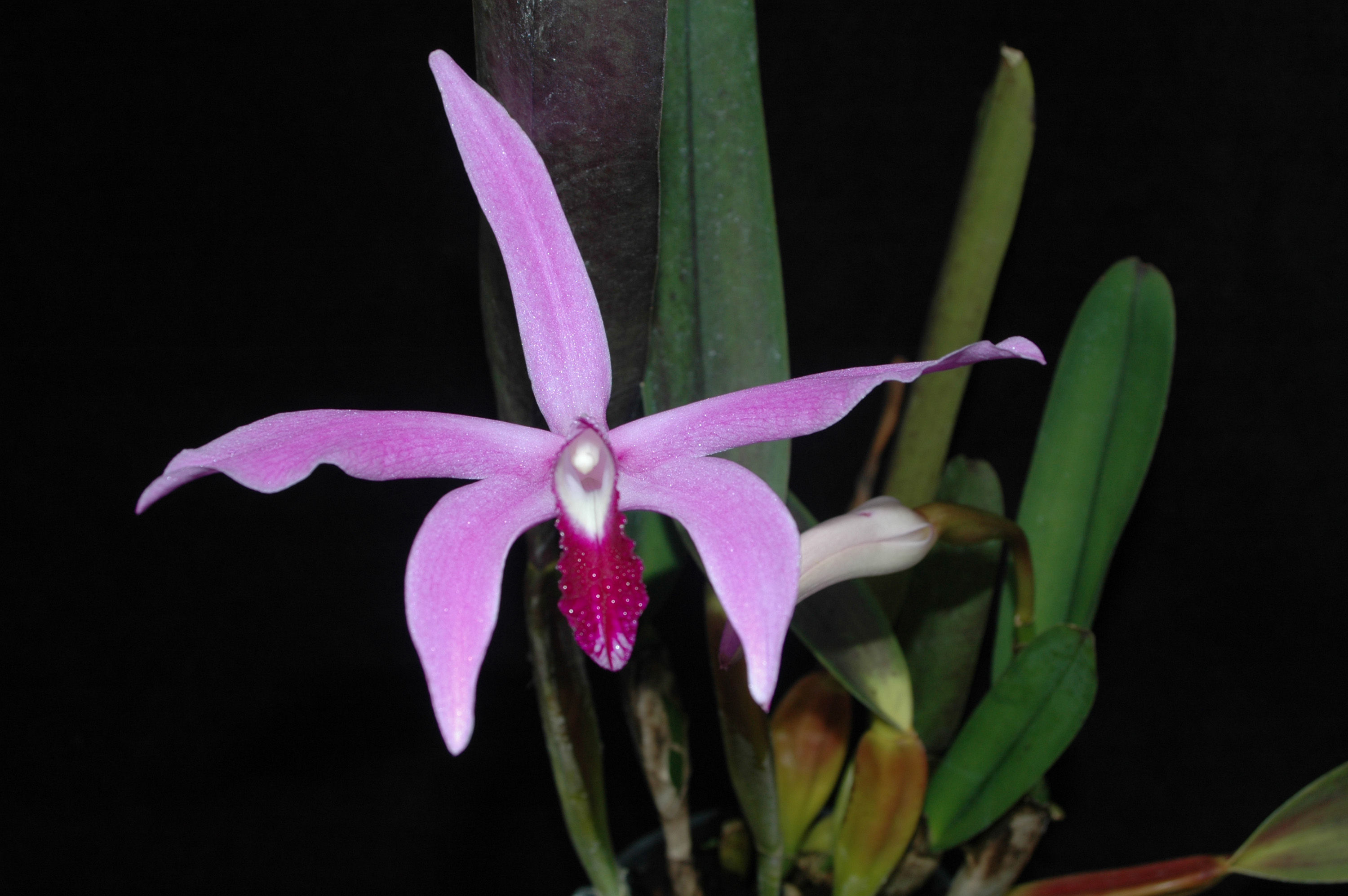 Plancia ëd Cattleya perrinii Lindl.