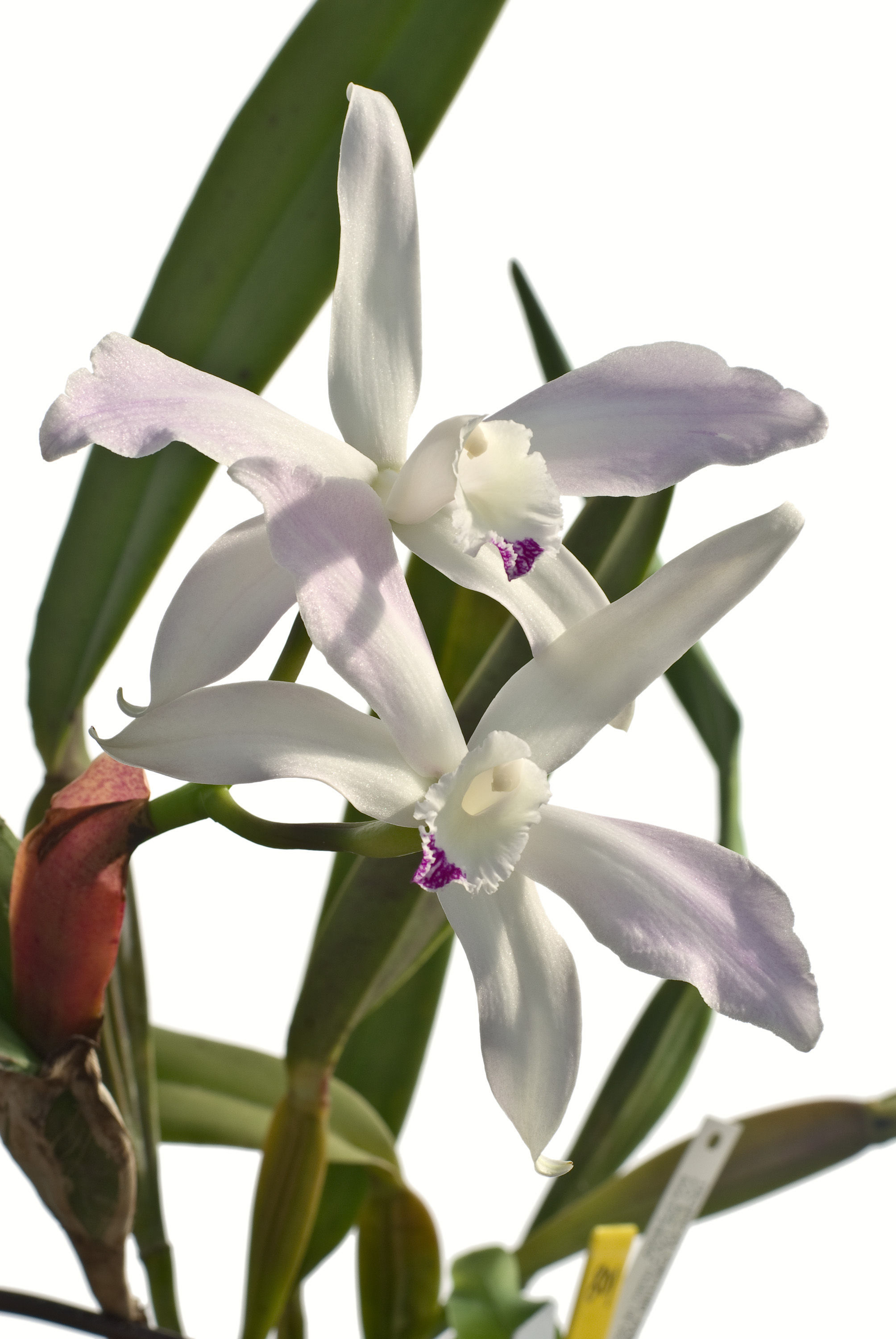 Plancia ëd Cattleya perrinii Lindl.