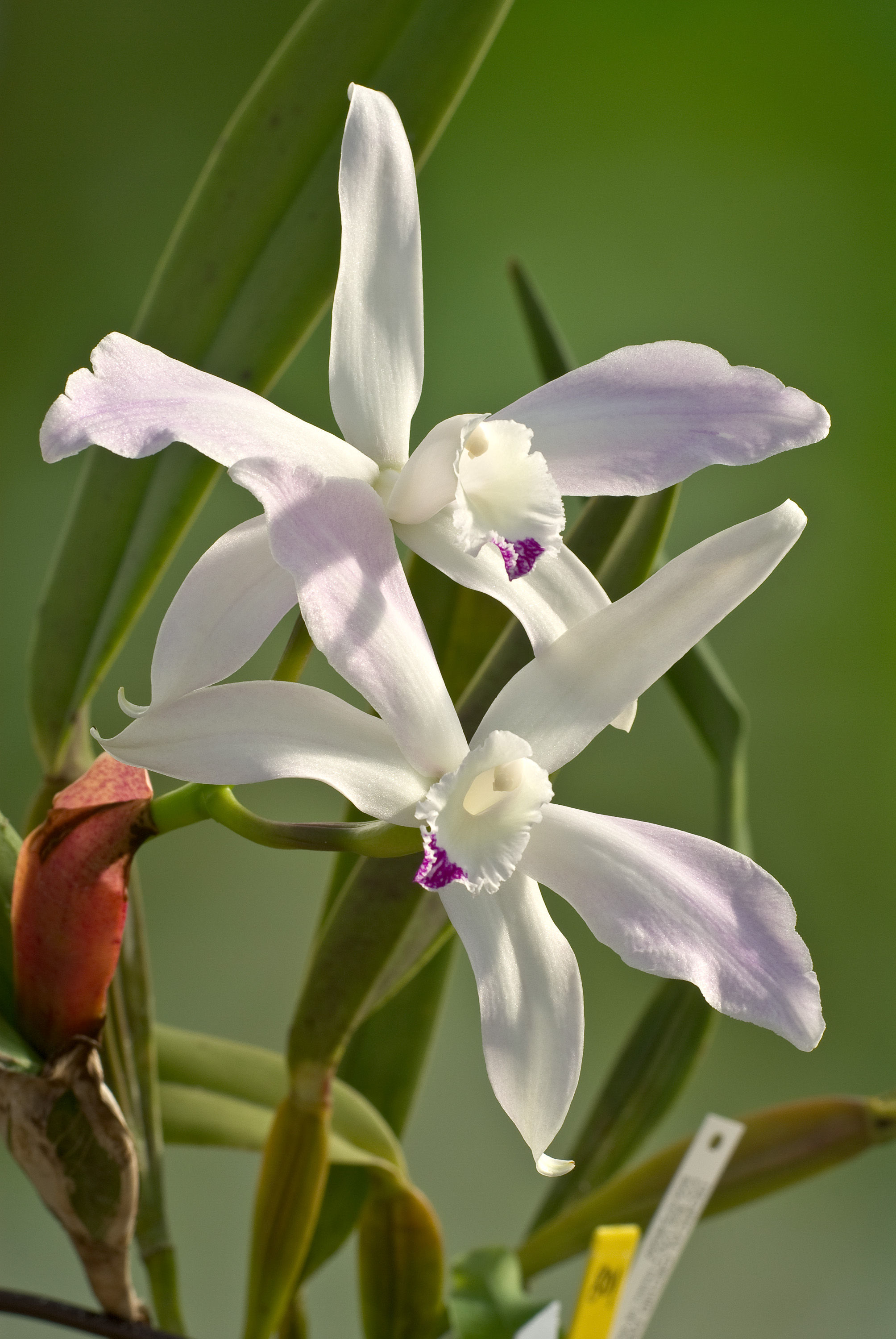 Plancia ëd Cattleya perrinii Lindl.