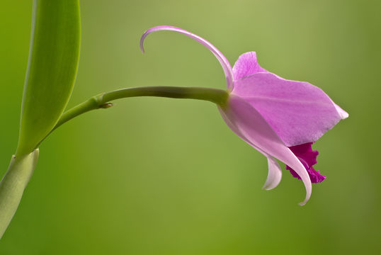 Image of Cattleya pumila Hook.