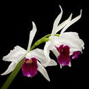 Слика од Cattleya purpurata (Lindl. & Paxton) Rollisson ex Lindl.