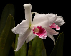 Image of Cattleya purpurata (Lindl. & Paxton) Rollisson ex Lindl.