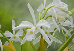 Image of Cattleya purpurata (Lindl. & Paxton) Rollisson ex Lindl.
