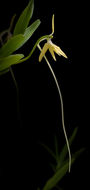 Image of Cattleya purpurata (Lindl. & Paxton) Rollisson ex Lindl.