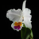 Image of Cattleya quadricolor B. S. Williams