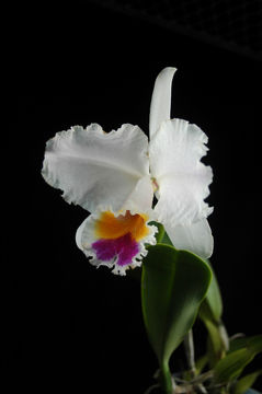 Image of Cattleya quadricolor B. S. Williams