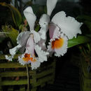 Image de Cattleya schroederae (Rchb. fil.) Sander