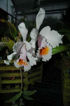 Image of Cattleya schroederae (Rchb. fil.) Sander