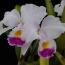 Plancia ëd Cattleya trianae Linden & Rchb. fil.