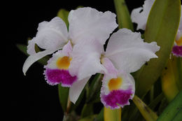 Imagem de Cattleya trianae Linden & Rchb. fil.