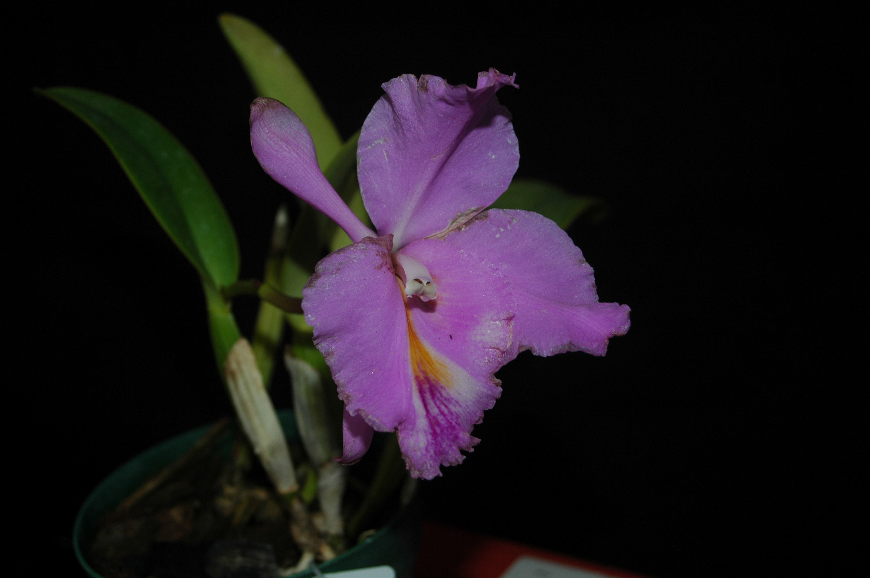 Imagem de Cattleya trianae Linden & Rchb. fil.