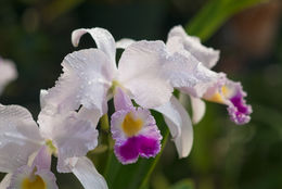 Imagem de Cattleya trianae Linden & Rchb. fil.