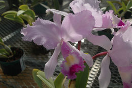 Imagem de Cattleya trianae Linden & Rchb. fil.