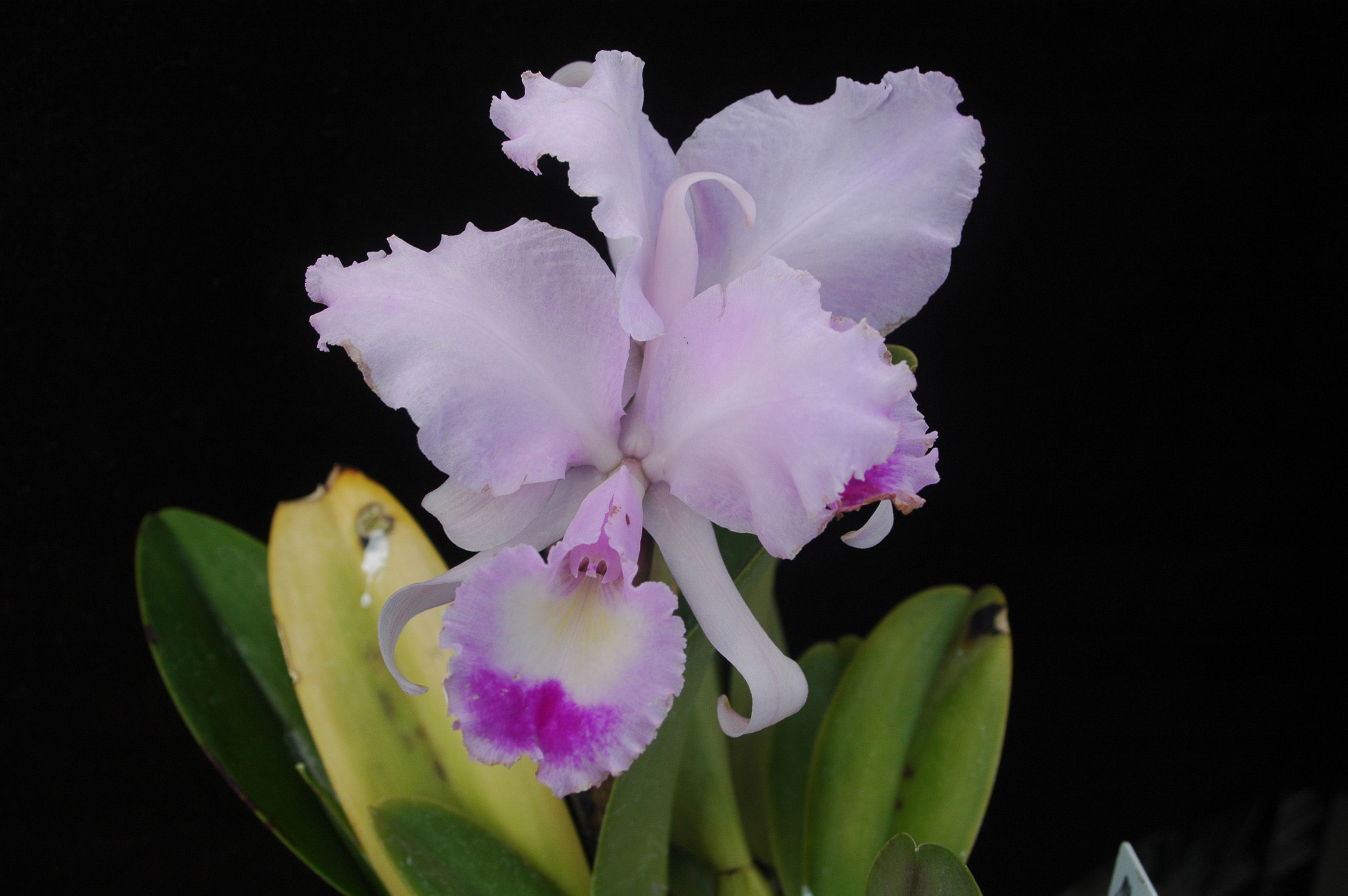 Imagem de Cattleya trianae Linden & Rchb. fil.