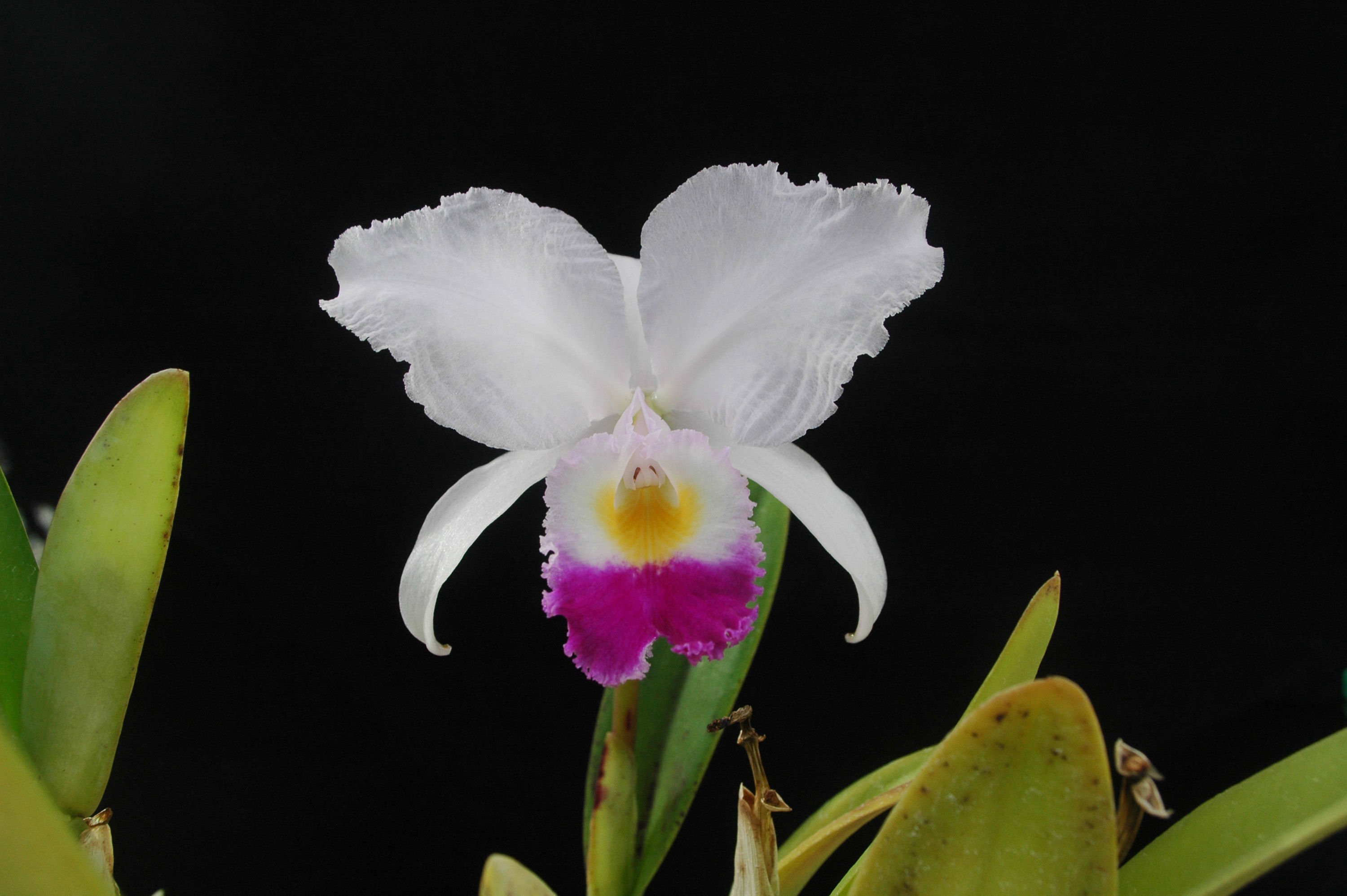 Imagem de Cattleya trianae Linden & Rchb. fil.