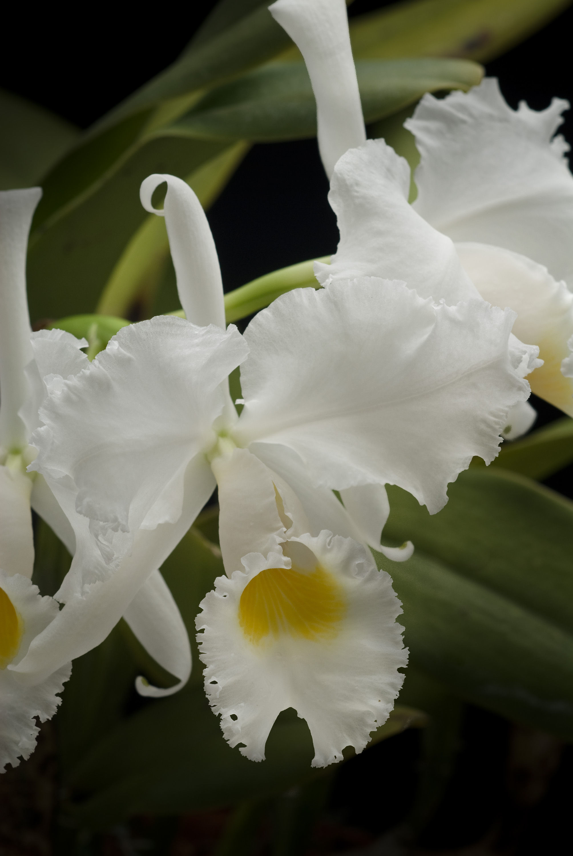 Imagem de Cattleya trianae Linden & Rchb. fil.