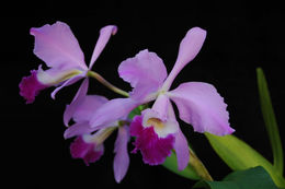 Imagem de Cattleya warneri T. Moore ex R. Warner