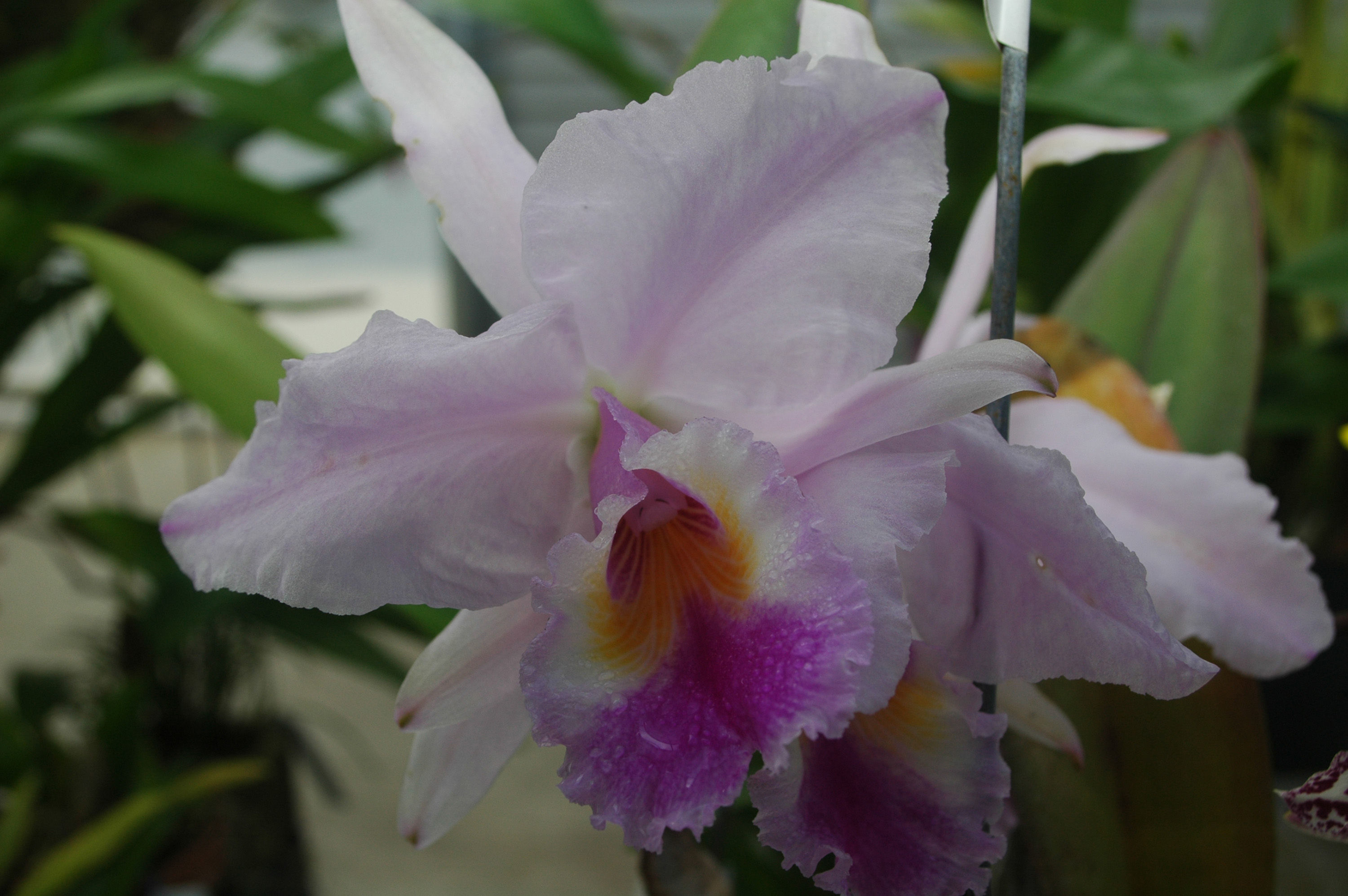 Imagem de Cattleya warneri T. Moore ex R. Warner