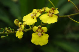 Image of Rossioglossum ampliatum (Lindl.) M. W. Chase & N. H. Williams