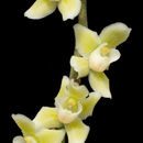 Image of Chiloschista lunifera (Rchb. fil.) J. J. Sm.