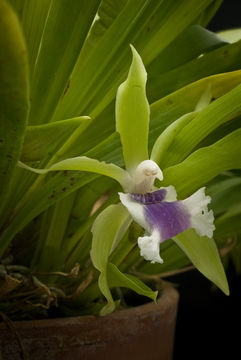 Image of cochleanthes