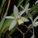 Image of Coelogyne flaccida Lindl.