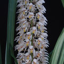 Plancia ëd Coelogyne multiflora Schltr.