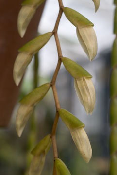 Image of Coelogyne pulverula Teijsm. & Binn.