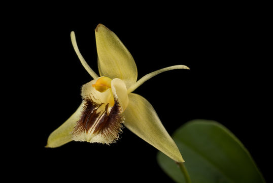 Image of coelogyne orchid