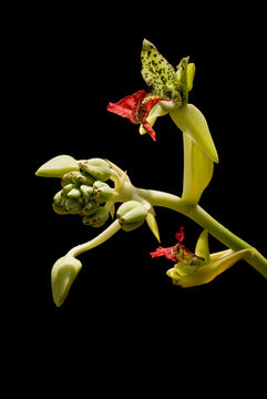 Image of <i>Cymbidiella pardalina</i> (Rchb. fil.) Garay