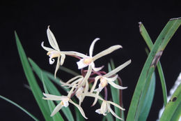 Cymbidium chloranthum Lindl.的圖片