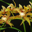 Image of Cymbidium tracyanum L. Castle