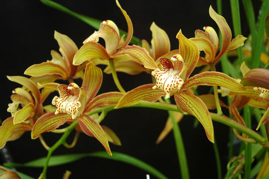 Image of Cymbidium tracyanum L. Castle