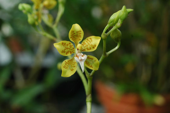 Plancia ëd Cyrtochilum macasense (Dodson) Dalström