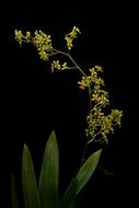 Image of Cyrtochilum macasense (Dodson) Dalström