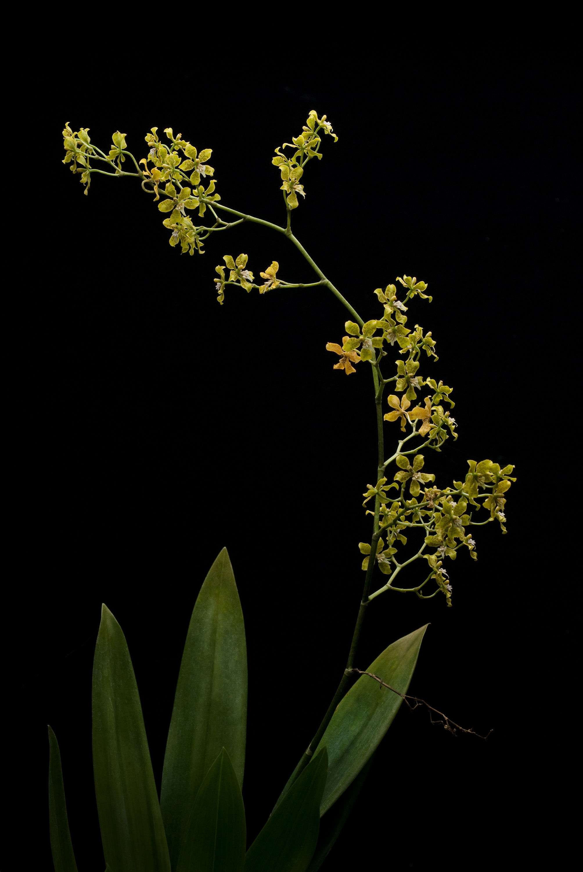 Image of Cyrtochilum macasense (Dodson) Dalström