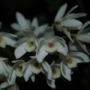 Dendrobium aemulum R. Br.的圖片