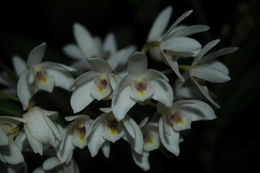 صورة Dendrobium aemulum R. Br.