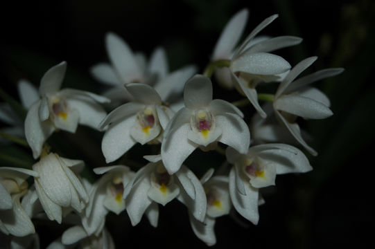 Imagem de Dendrobium aemulum R. Br.