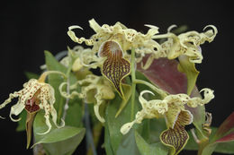 Image of Dendrobium alexandrae Schltr.